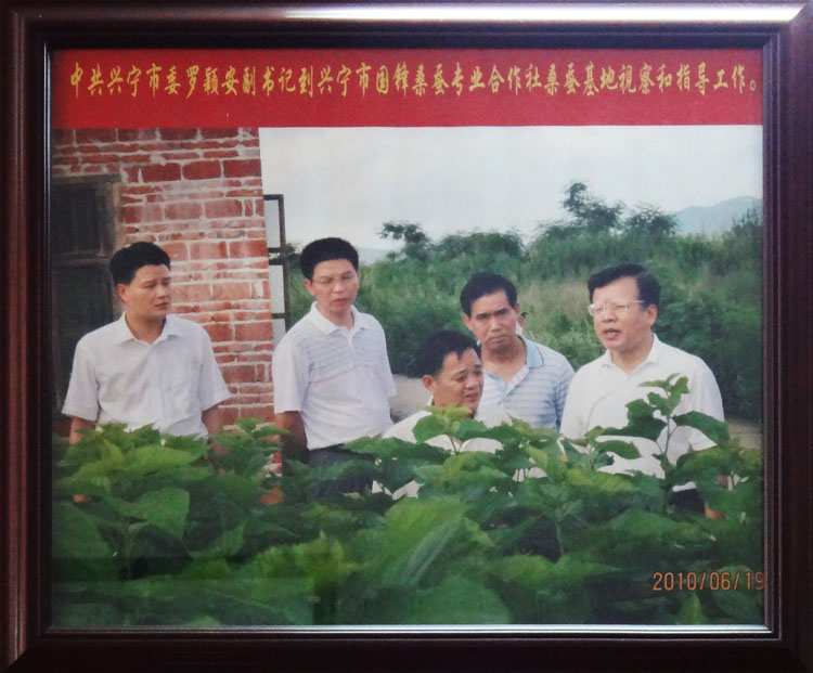 中共興寧市委羅穎安副書記到興寧國(guó)鋒桑蠶專業(yè)合作社基地視察