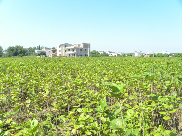 桑葉基地3