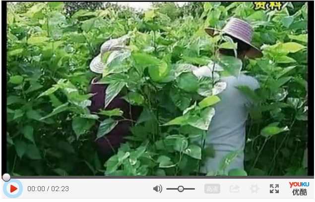 國鋒“興蠶”牌桑葉茶獲得國家發(fā)明專利